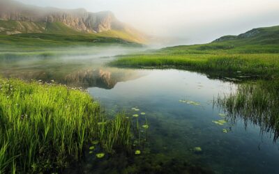 La faune et la flore du plateau des mille étangs : un écosystème unique pour les carpes et brochets